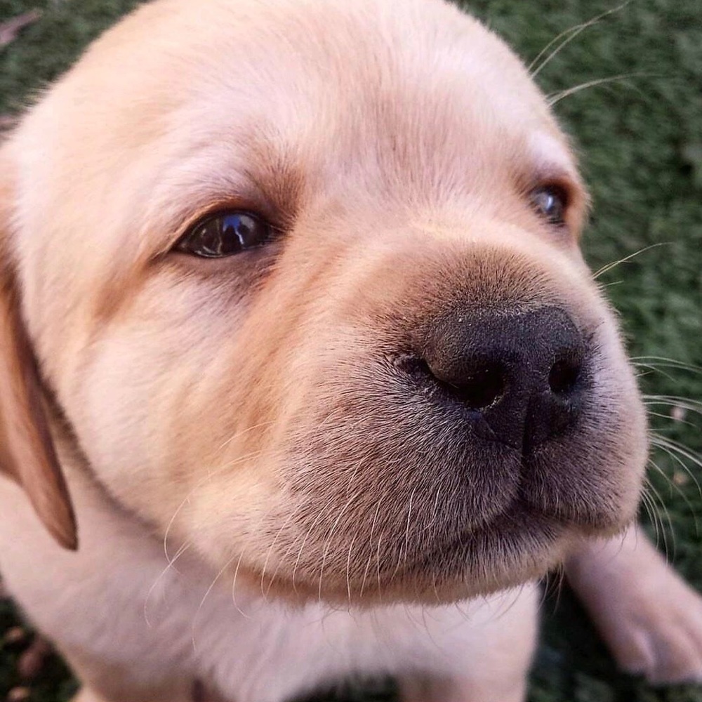 Meet your Posher, Reese